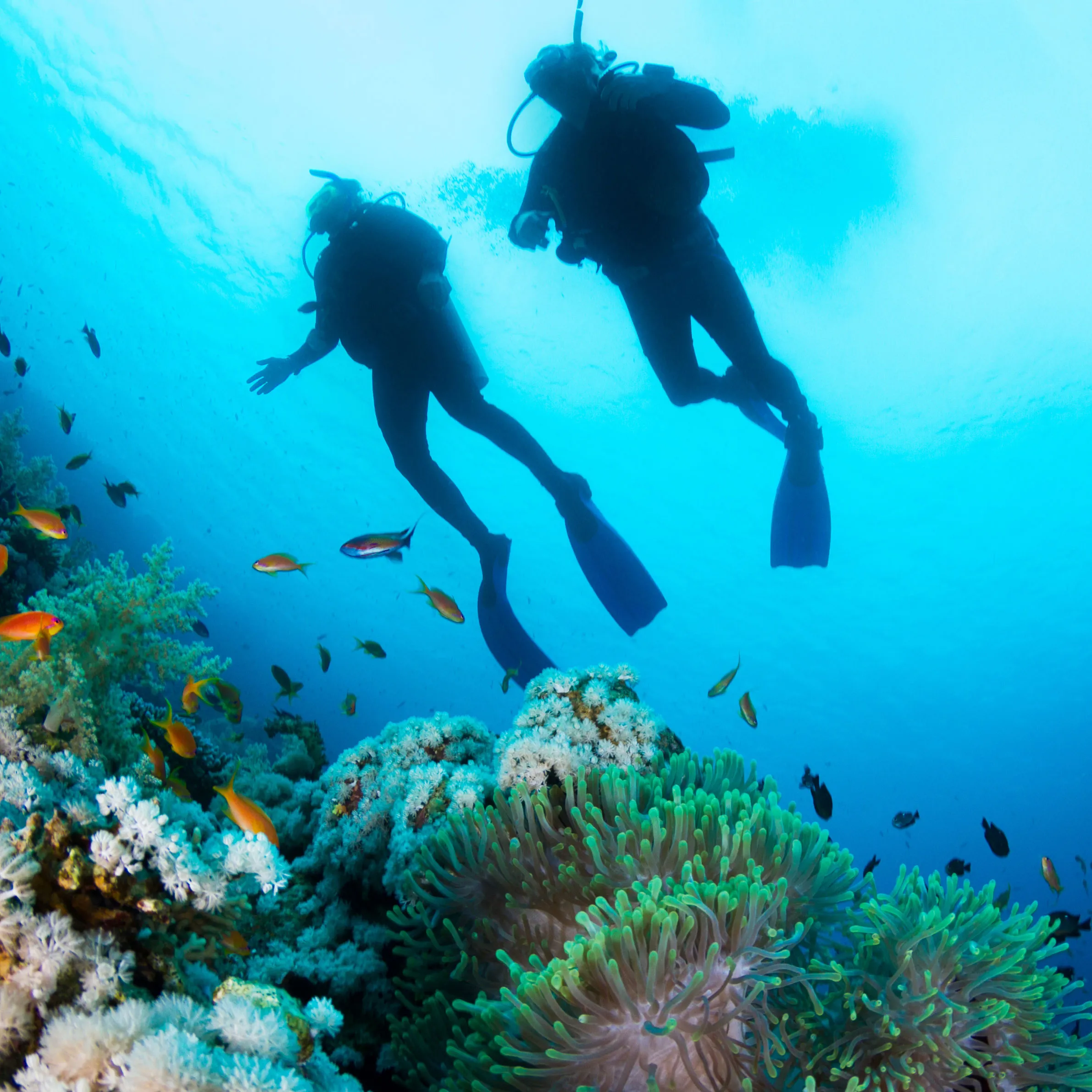 diving