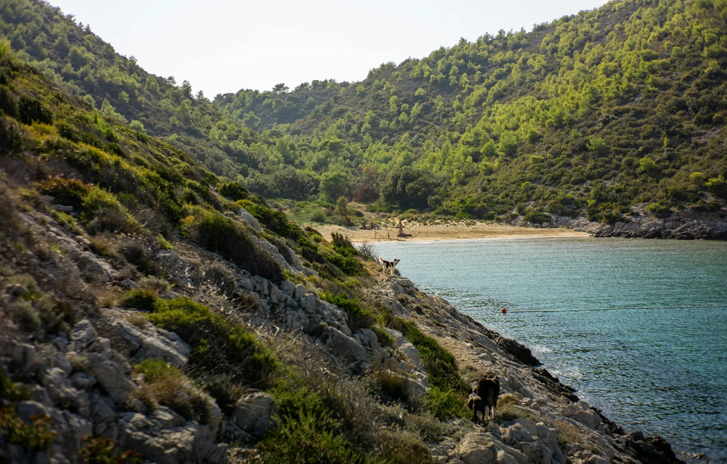 smokova